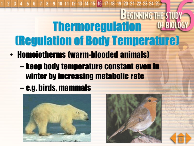 Homoiotherms (warm-blooded animals)  keep body temperature constant even in winter by increasing metabolic